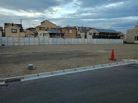 20250717コスモス (2)