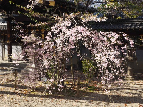 野見神社0409 (11)