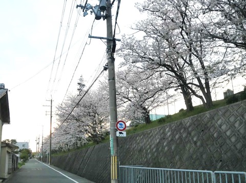 20250408桜 (62)