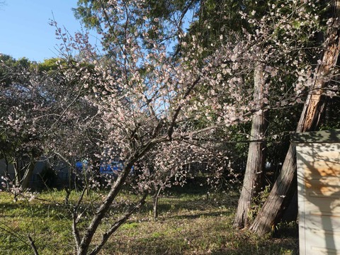 20260217アジャリの森 (2)