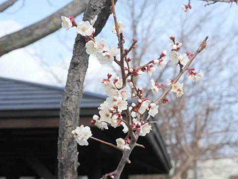 20260128梅南部 (9)