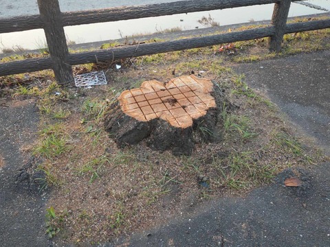 20260116芥川桜堤 (5)