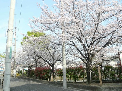 20250409桜 (2)