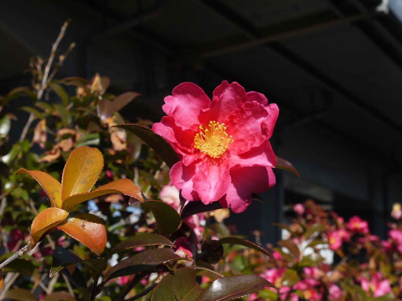 街かどで咲くこのあざやかな赤い花は何 19年冬 高槻network新聞