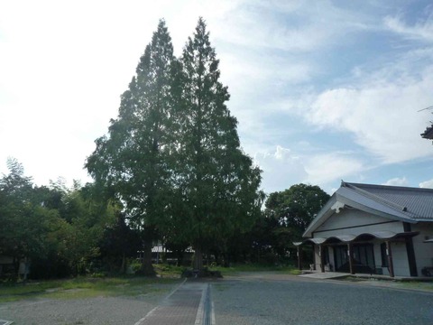 honsyouji_metasekoiya2
