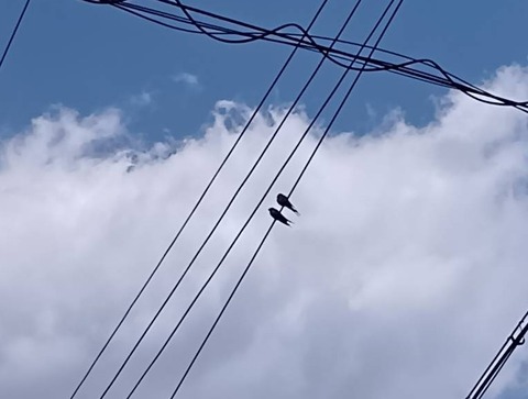 1000023299