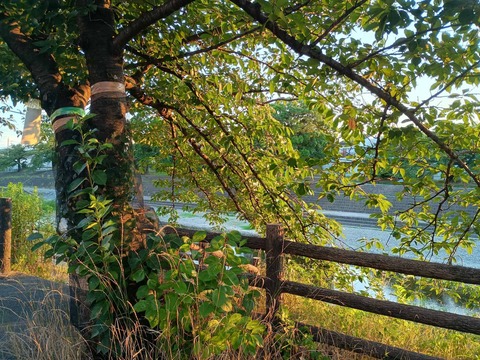 20250725桜伐採予定 (4)