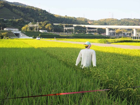 20220911稲穂中部 (4)