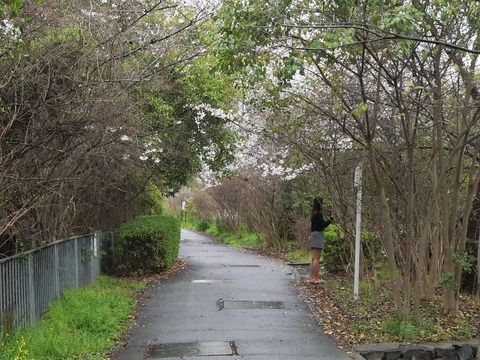 20260401玉川桜 (22)A