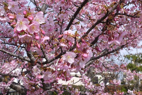 kawazu20200301_3_tutui