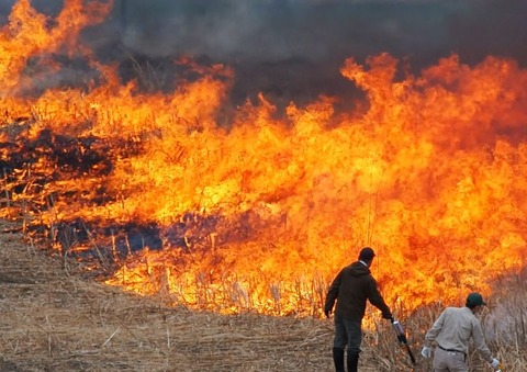 20240218ヨシ焼き