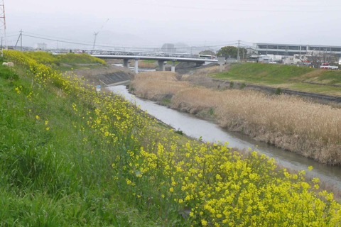 20200328_seiyokarasina_2