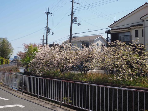 20240414桜 (2)