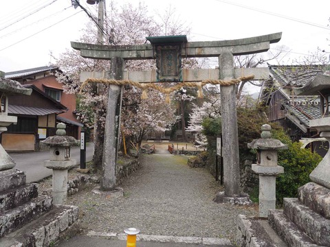 20230325原の桜 (12)