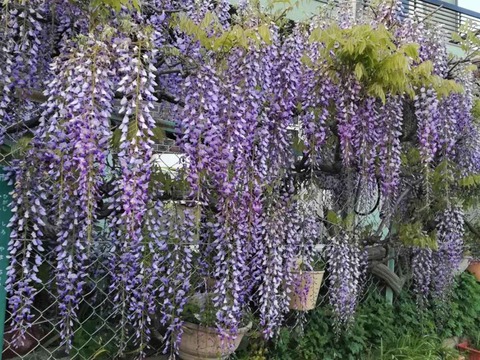 20230416街なかのフジ