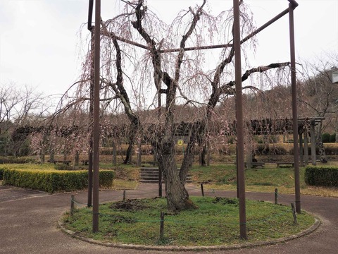 20220323桜公園 (2)