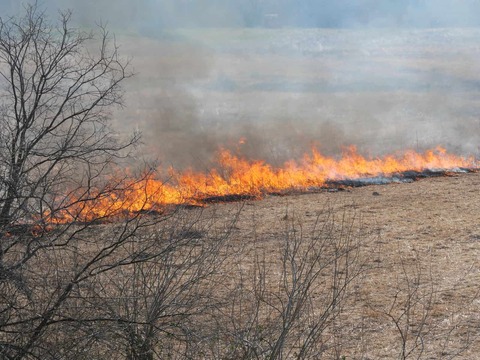 20250223ヨシ焼 (64)