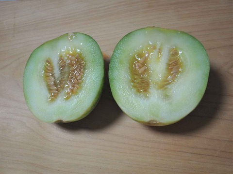 20230810マクワウリ (1)