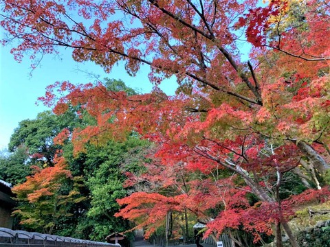 20221117神峯山寺 (7)