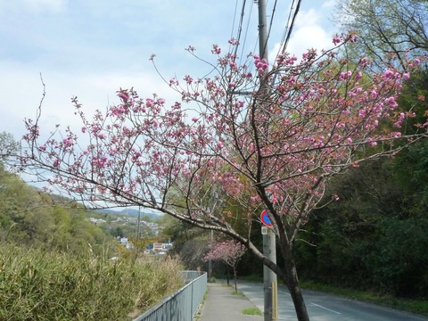 yaezakura3