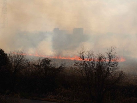 20230312ヨシ焼き (35)