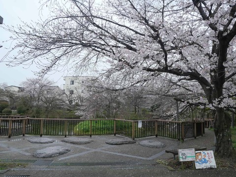 20260401富田桜 (1)