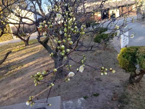 20260118高槻城公園南 (2)