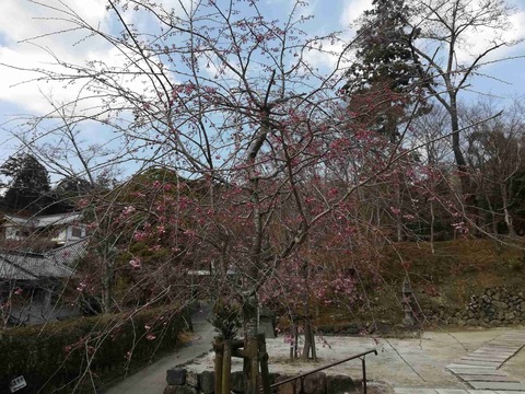 sk_hara_20190404_12