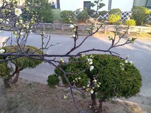 20260118高槻城公園南 (1)