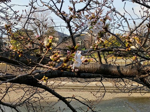 20250327芥川桜堤 (9)