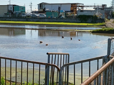 20250528カモ (1)