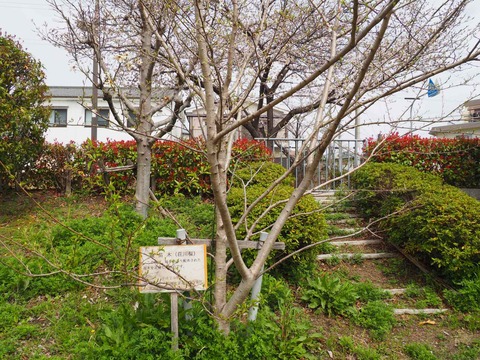 20230325筒井池公園 (13)