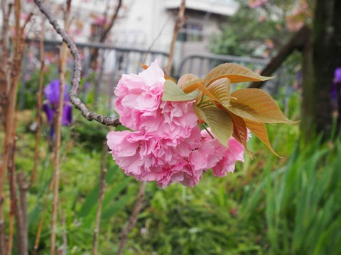 西真上 (15)