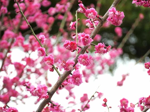 20250315阿久刀神社 (11)