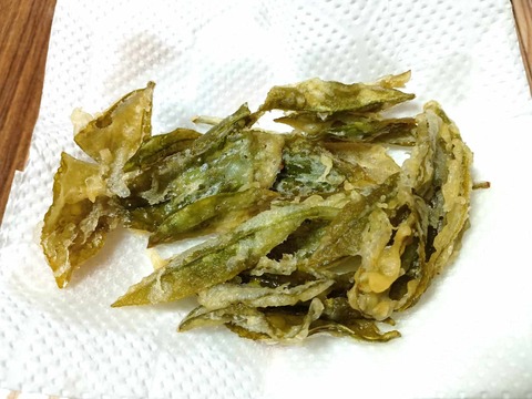 20250506お茶の葉 (2)