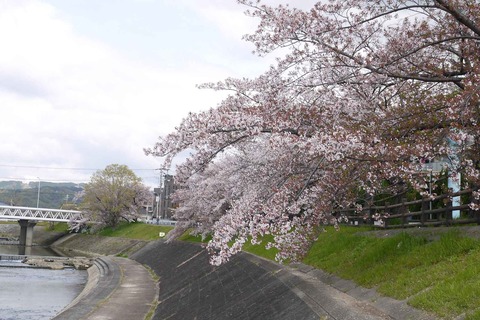 20200411sakura3