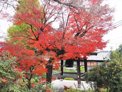 20221124一乗寺 (1)