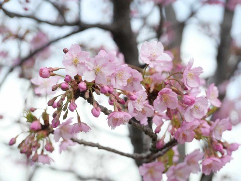 20250317河津桜 (24)
