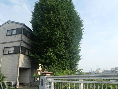 20260829大イチョウ (2)