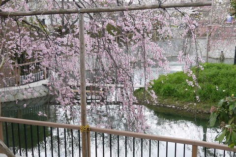 sakura2019_6