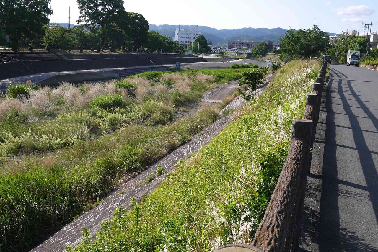 芥川の河川敷で咲くこの野草の花は何 白くて小さな花が特徴 19年 高槻network新聞