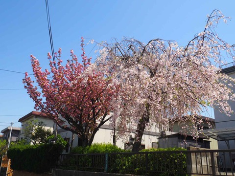 20240414桜 (15)