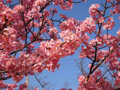 20230311河津桜 (16)