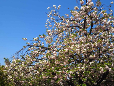 20240414桜 (36)