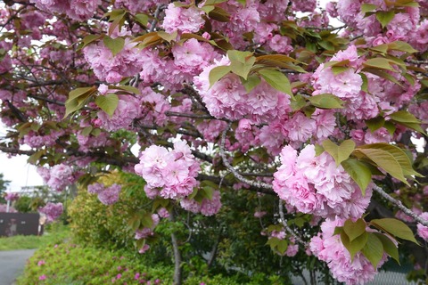 20200419sakura3