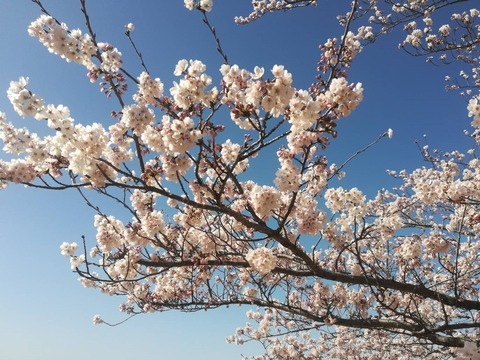 20220327桜 (2)