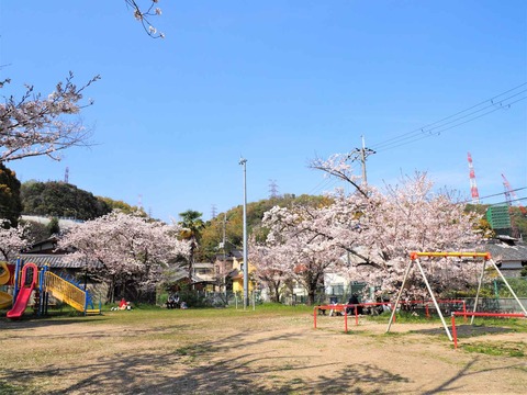 20230401桜 (7)
