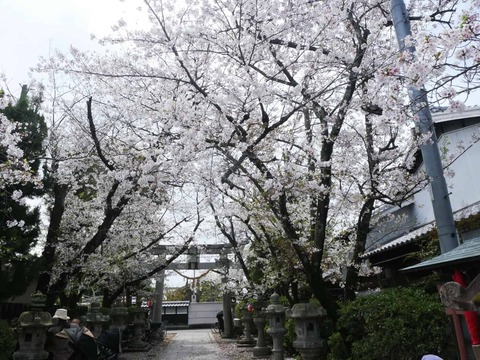 20260405三輪神社 (1)