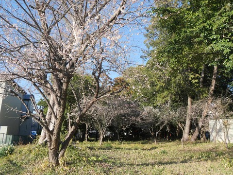 20260217アジャリの森 (8)