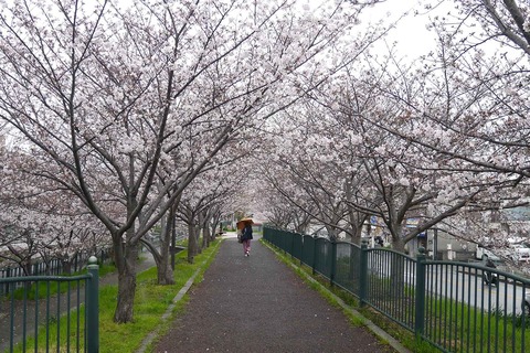 20200401sakura4